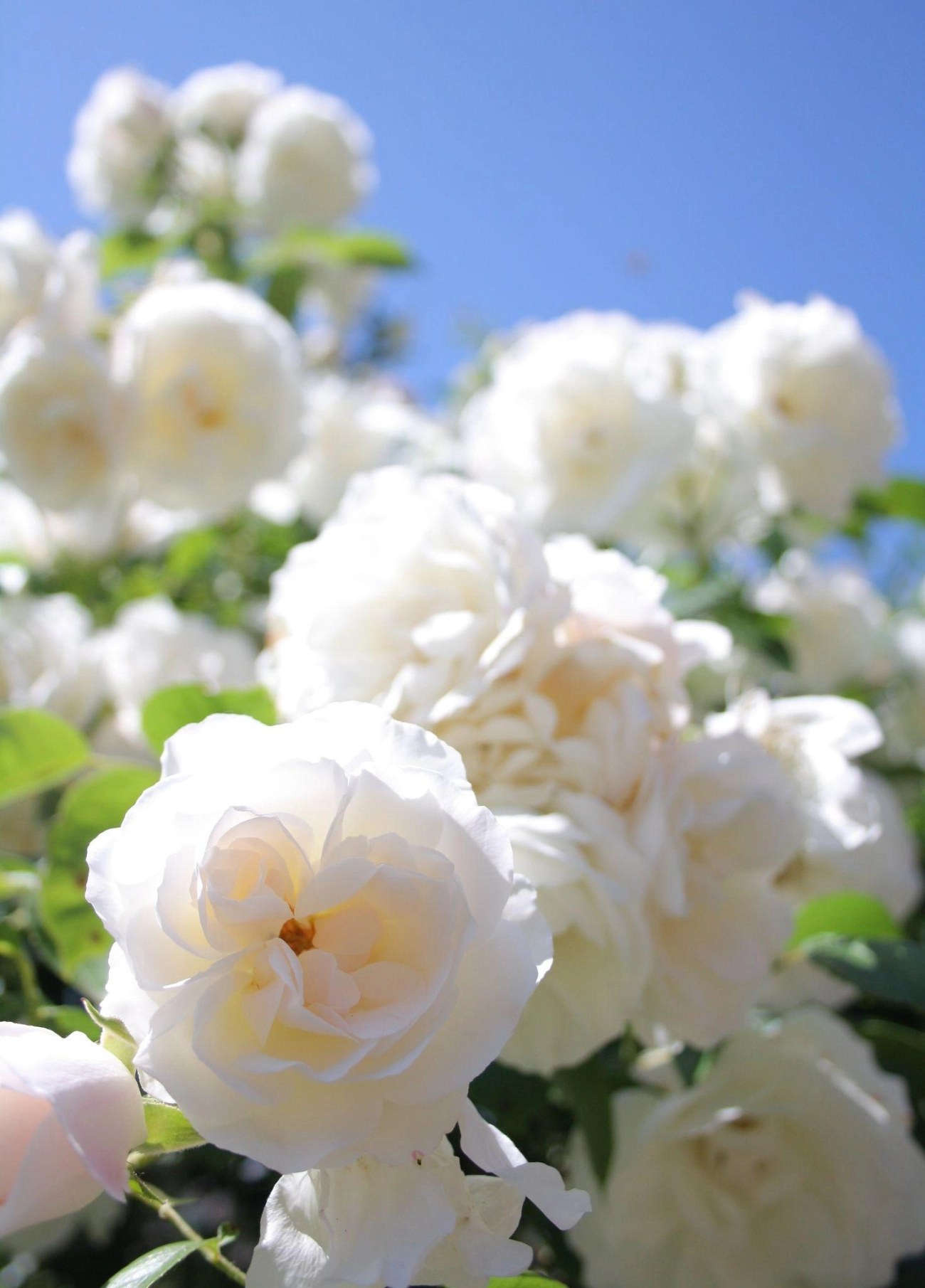 50 hình ảnh hoa hồng đẹp nhất và ý nghĩa theo màu sắc - 39