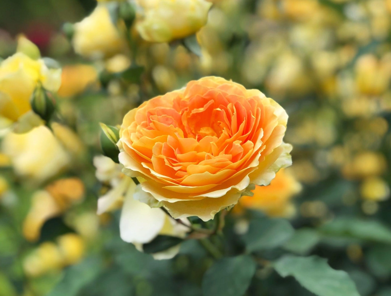 50 hình ảnh hoa hồng đẹp nhất và ý nghĩa theo màu sắc - 40