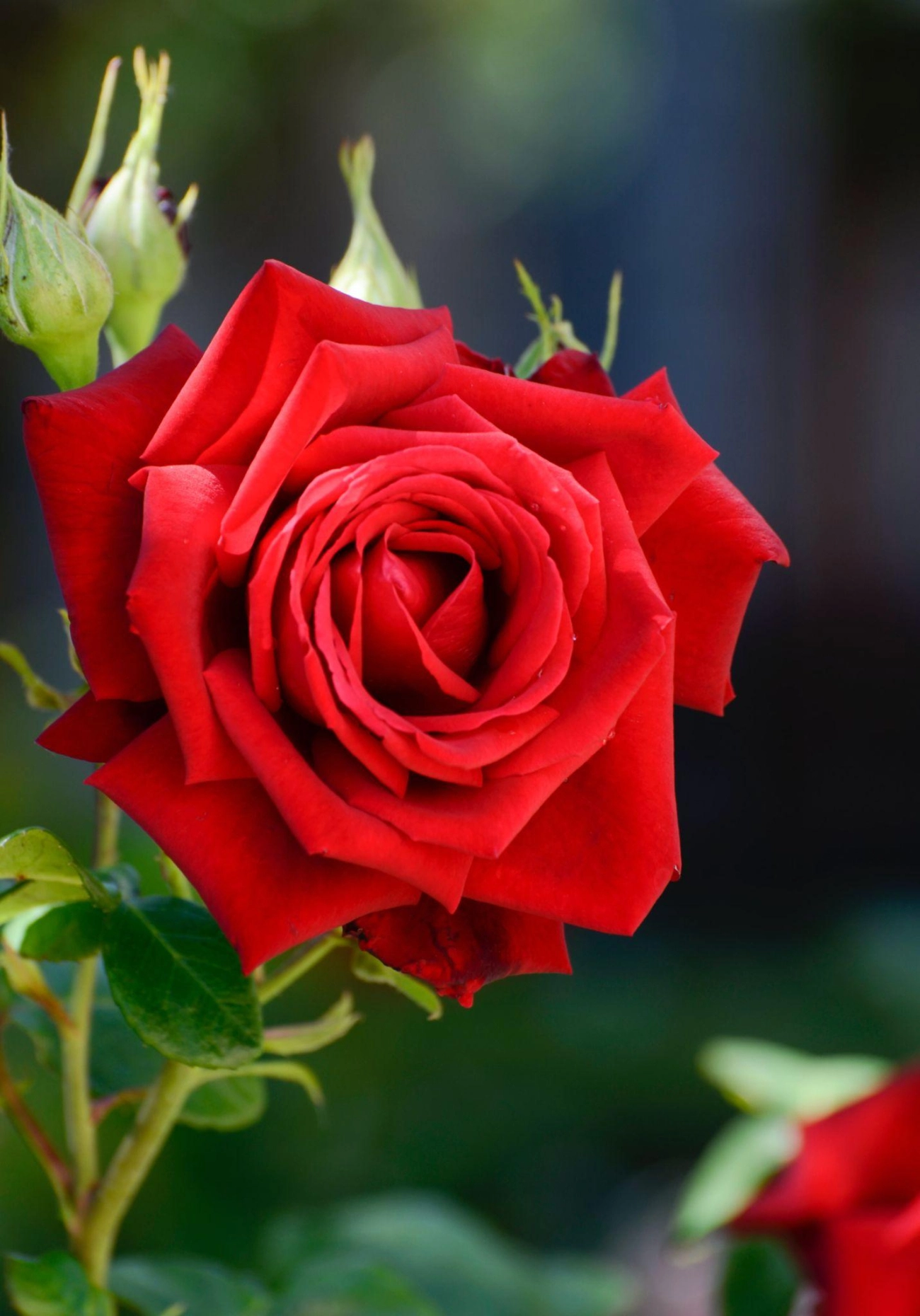 50 hình ảnh hoa hồng đẹp nhất và ý nghĩa theo màu sắc - 41