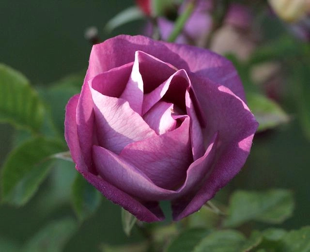 50 hình ảnh hoa hồng đẹp nhất và ý nghĩa theo màu sắc - 42