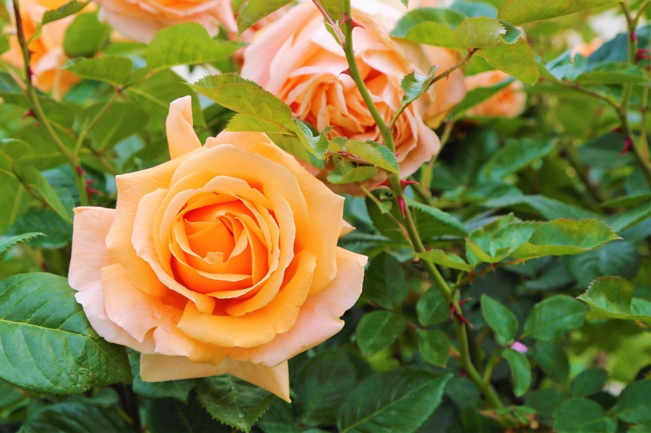 50 hình ảnh hoa hồng đẹp nhất và ý nghĩa theo màu sắc - 45