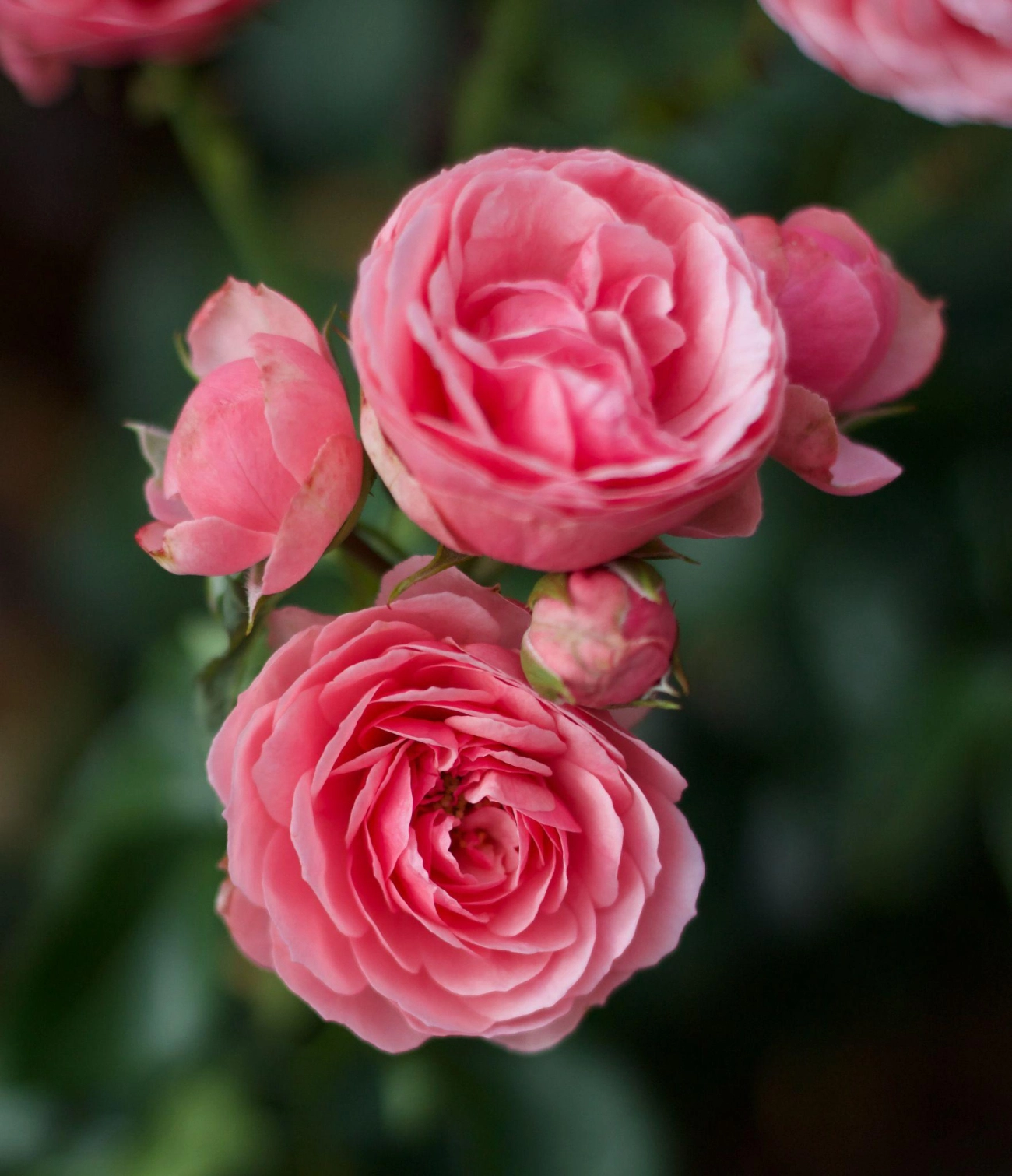 50 hình ảnh hoa hồng đẹp nhất và ý nghĩa theo màu sắc - 46