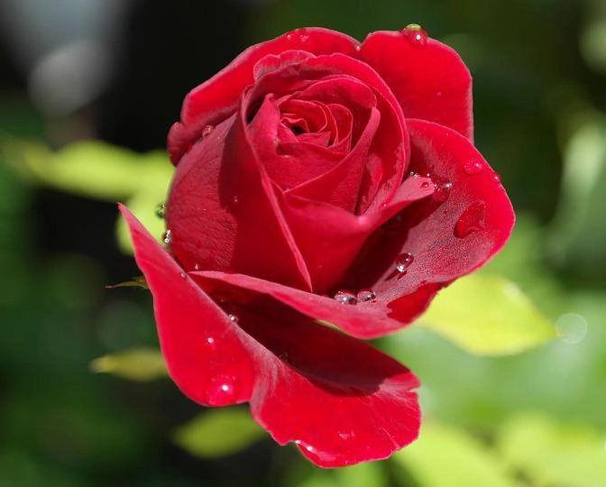 50 hình ảnh hoa hồng đẹp nhất và ý nghĩa theo màu sắc - 47