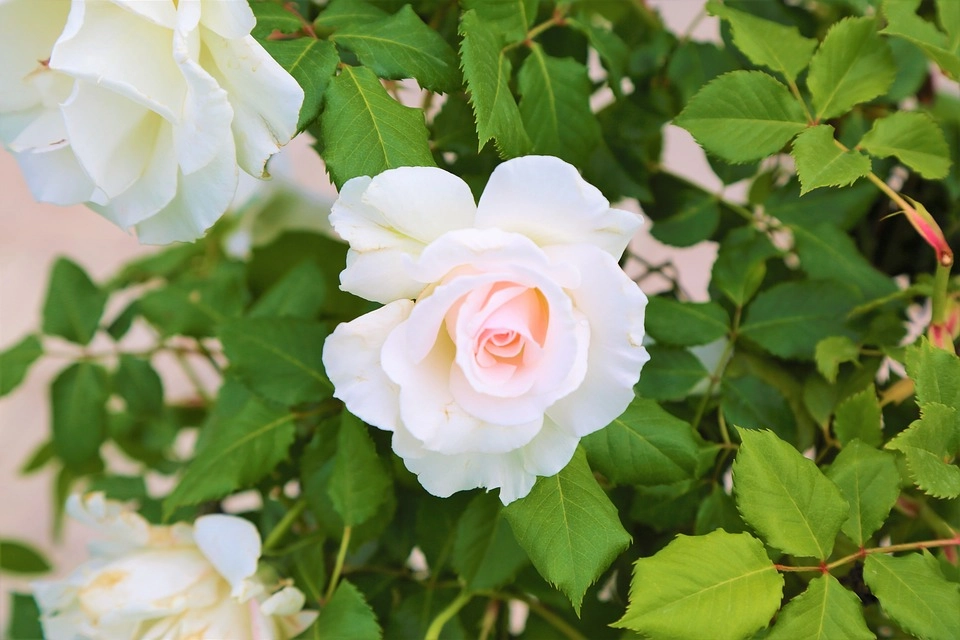 50 hình ảnh hoa hồng đẹp nhất và ý nghĩa theo màu sắc - 48