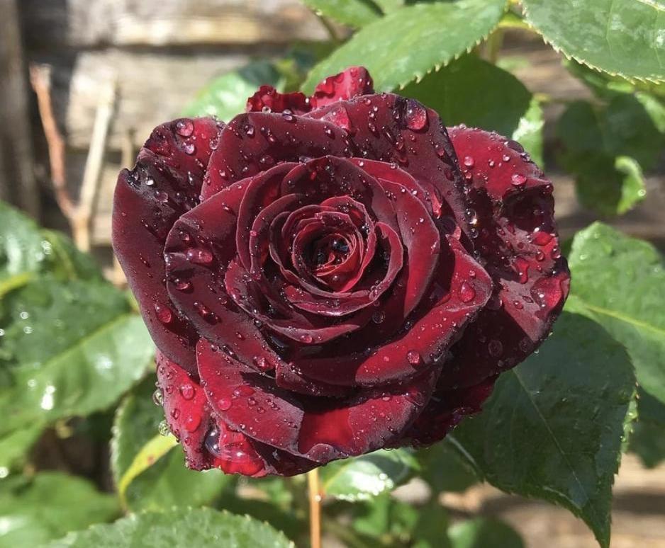 50 hình ảnh hoa hồng đẹp nhất và ý nghĩa theo màu sắc - 51