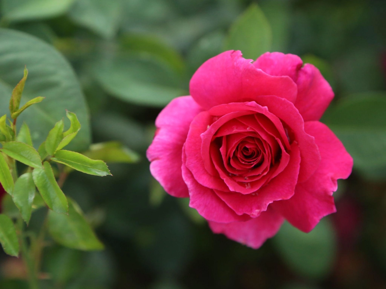 50 hình ảnh hoa hồng đẹp nhất và ý nghĩa theo màu sắc - 52