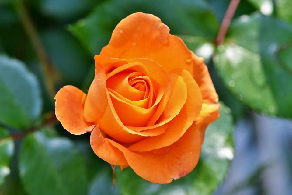 50 hình ảnh hoa hồng đẹp nhất và ý nghĩa theo màu sắc - 53