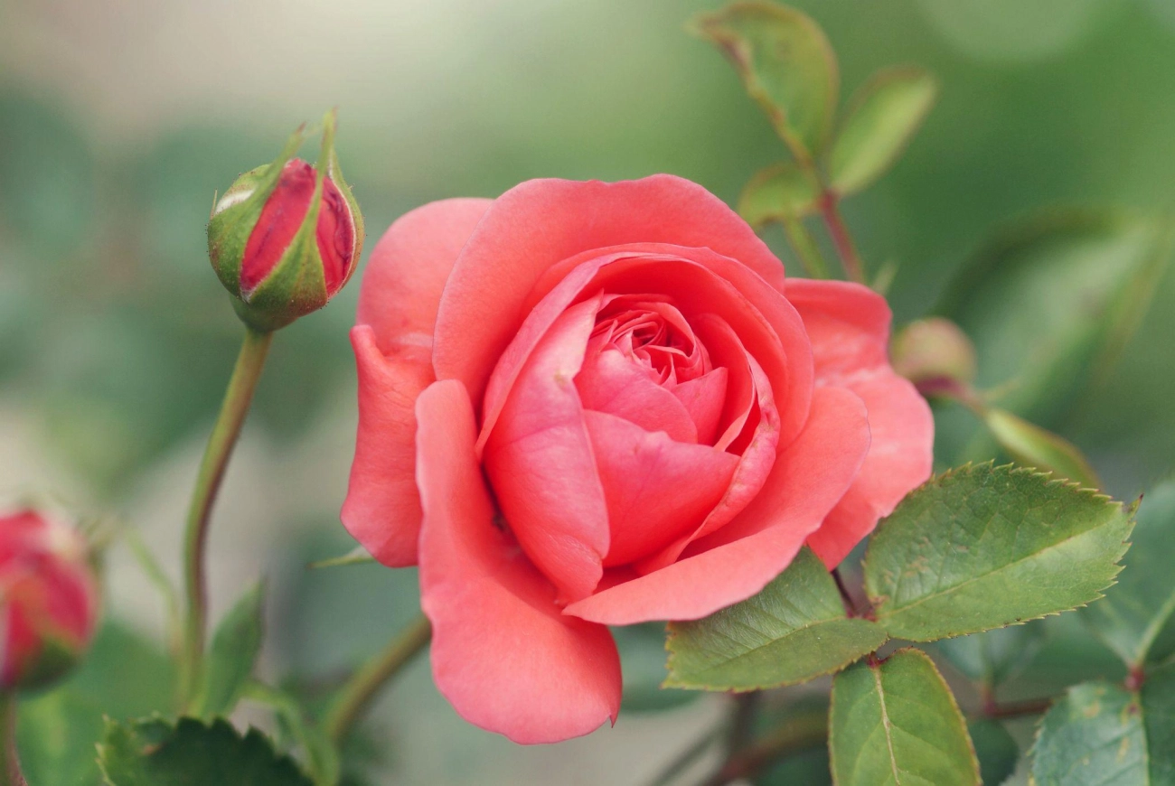 50 hình ảnh hoa hồng đẹp nhất và ý nghĩa theo màu sắc - 54