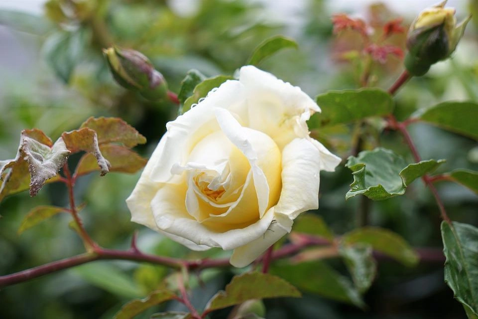 50 hình ảnh hoa hồng đẹp nhất và ý nghĩa theo màu sắc - 55