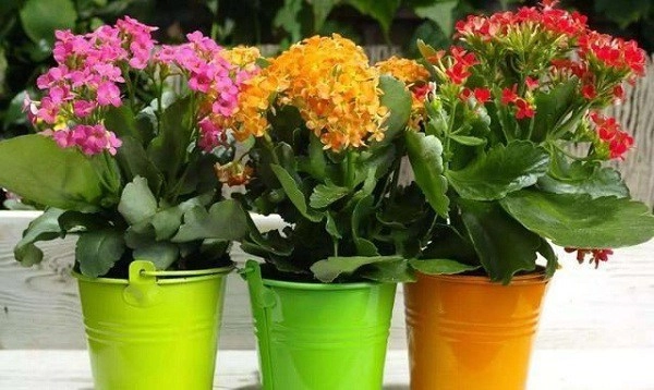 6 loại cây thích chen chúc chậu càng nhỏ càng phát triển tốt hoa nở liên tục - 6