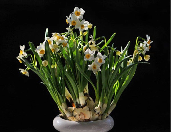 6 loài hoa mang đến may mắn tốt lành giúp gia chủ làm ăn ngày một phát đạt - 1
