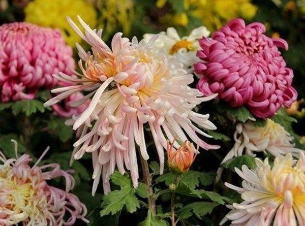 6 loài hoa mang đến may mắn tốt lành giúp gia chủ làm ăn ngày một phát đạt - 2