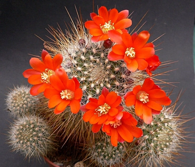 6 loại hoa này sợ mặt trời nhất trồng trong nhà hoa kết thành thảm - 1
