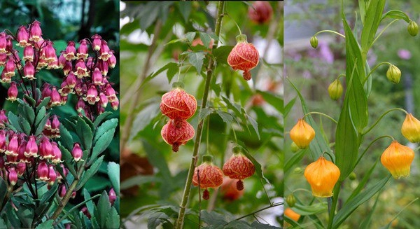 7 loại cây cảnh ra hoa tuyệt đẹp mỗi bông hoa như những chiếc đèn lồng đậm chất lễ hội - 1