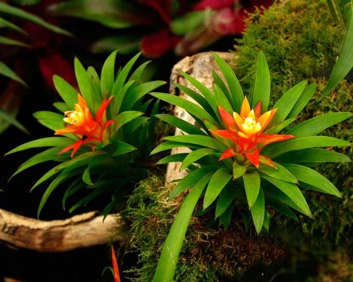 8 loài hoa đẹp giúp thu hút tài lộc cực tốt - 1