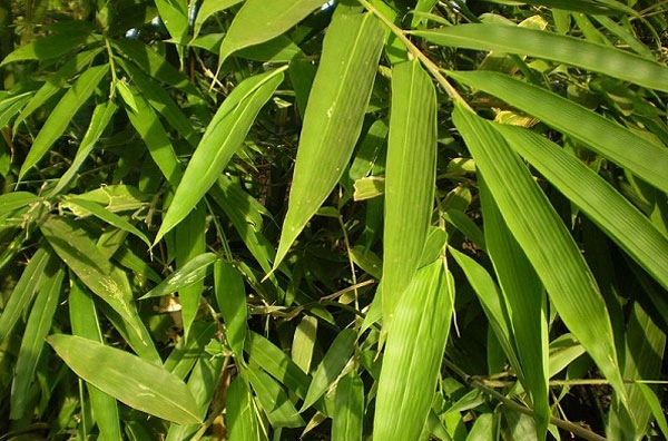 Bệnh thủy đậu ở trẻ em và cách chữa - 4