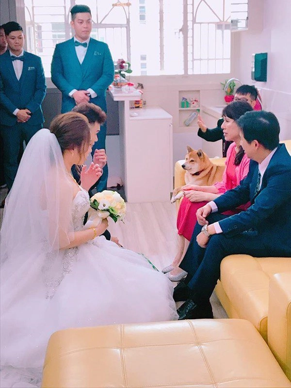 Biết tin cô chủ kết hôn chú chó mặt buồn như sắp khóc bức ảnh cưới có điều lạ - 5