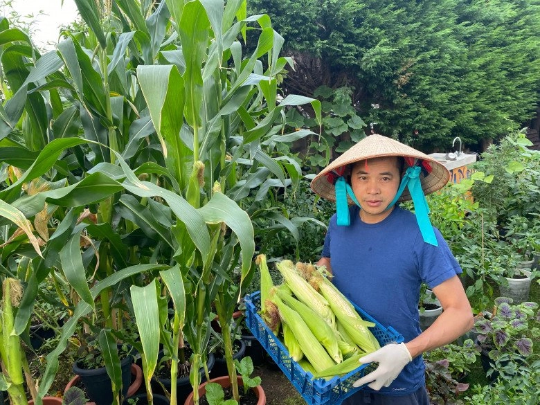 Bố đảm đắp chăn cho rau làm vườn việt giữa trời tây trồng 100 loại rau đầy đủ hơn chợ - 5