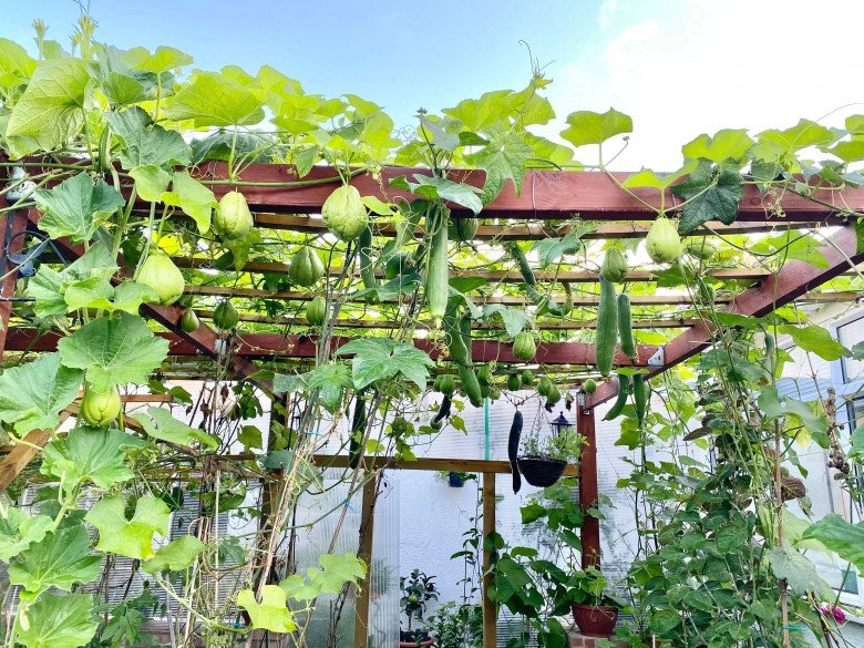 Bố đảm đắp chăn cho rau làm vườn việt giữa trời tây trồng 100 loại rau đầy đủ hơn chợ - 8