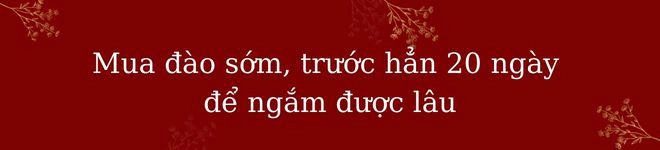 Bỏ qua hoa ngoại nhập mẹ việt mua đào trước tết 20 ngày mê mẩn ngắm từng cái nụ - 1