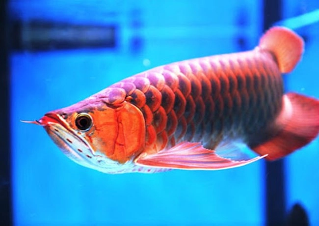 Cá rồng - đặc điểm phân loại và cách nuôi cá khỏe mạnh - 2
