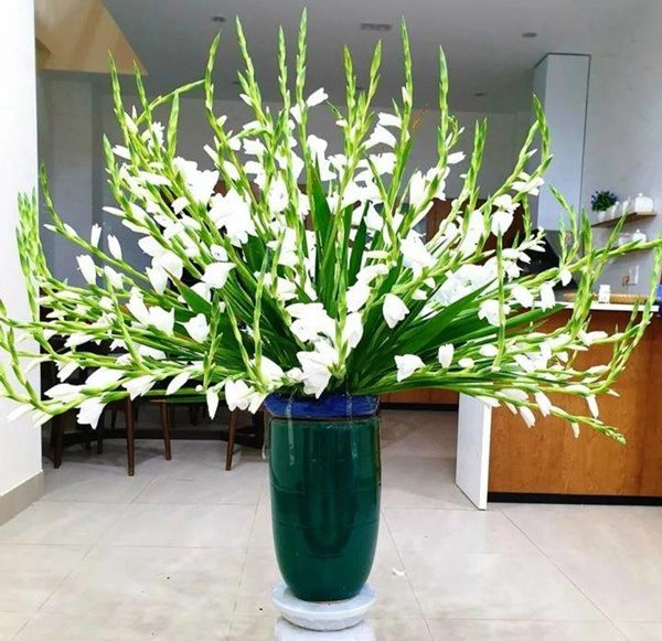 Cách cắm hoa lay ơn sang trọng trong phòng khách nở đẹp tươi lâu suốt chục ngày tết - 3
