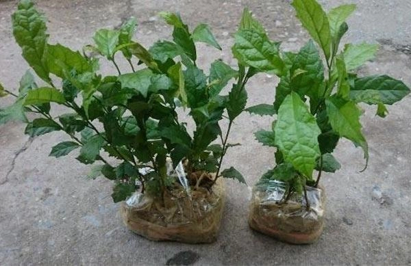 Cách trồng cây xạ đen vị thuốc quý mà ai cũng muốn có trong vườn nhà - 4