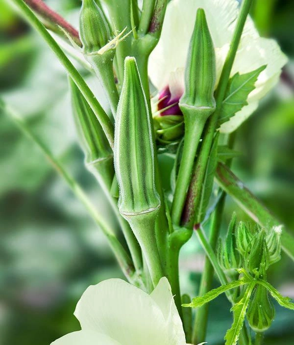 Cách trồng đậu bắp sai trĩu thơm ngon nhiều dinh dưỡng ngay trong vườn nhà - 2