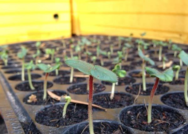 Cách trồng đậu bắp sai trĩu thơm ngon nhiều dinh dưỡng ngay trong vườn nhà - 3