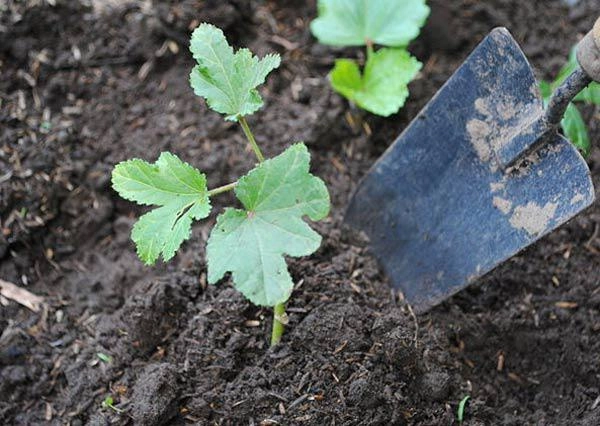 Cách trồng đậu bắp sai trĩu thơm ngon nhiều dinh dưỡng ngay trong vườn nhà - 4