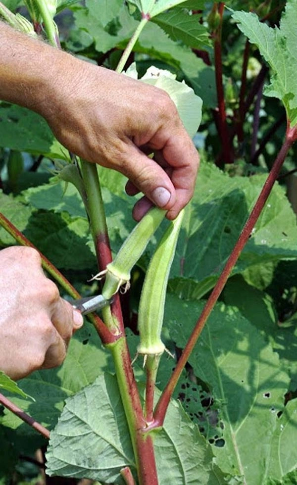 Cách trồng đậu bắp sai trĩu thơm ngon nhiều dinh dưỡng ngay trong vườn nhà - 6