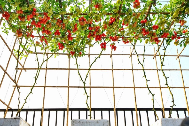Cải tạo sân thượng 70m2 làm vườn gia đình hà nội có góc sống ảo đẹp rau ăn không xuể - 13