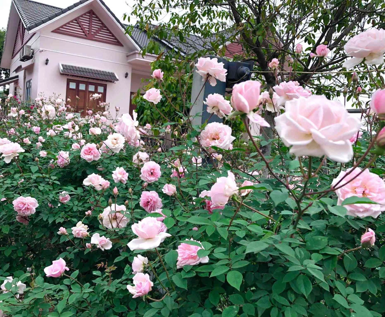 Căn nhà tràn ngập hoa hồng ở ba vì gây bão mạng - 5