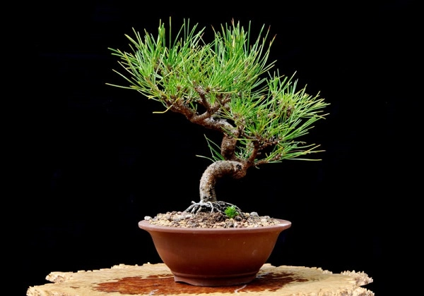 Cây bonsai là gì phân loại ý nghĩa và những sự thật thú vị - 1