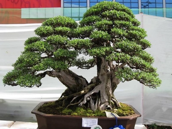 Cây bonsai là gì phân loại ý nghĩa và những sự thật thú vị - 2