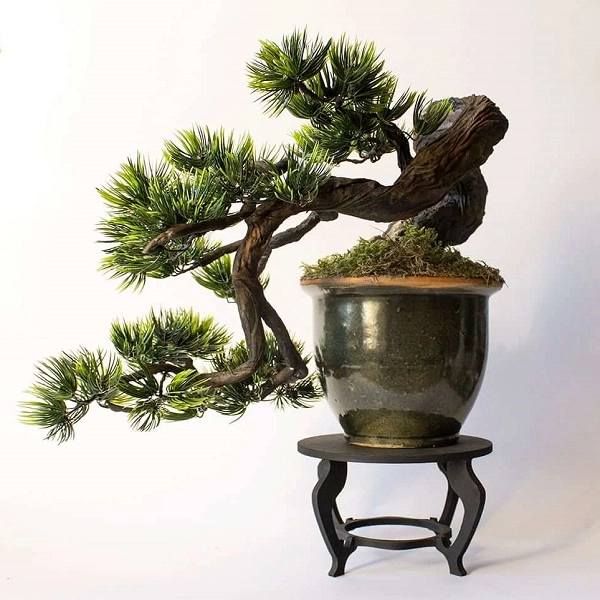 Cây bonsai là gì phân loại ý nghĩa và những sự thật thú vị - 3