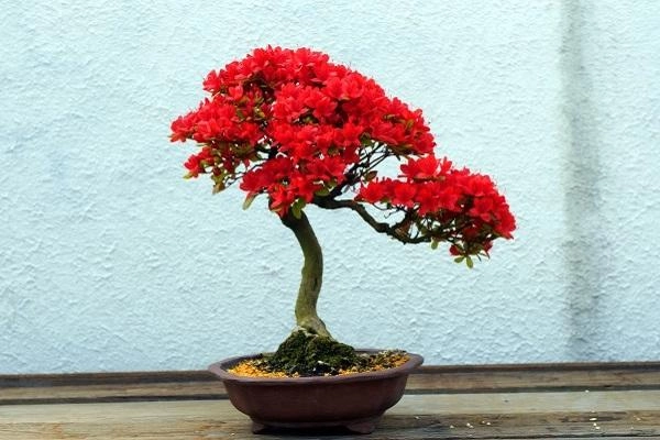 Cây bonsai là gì phân loại ý nghĩa và những sự thật thú vị - 4