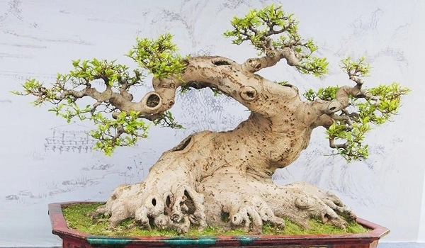 Cây bonsai là gì phân loại ý nghĩa và những sự thật thú vị - 5