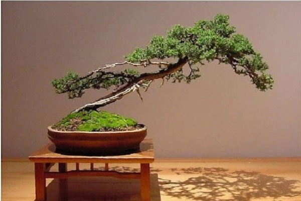Cây bonsai là gì phân loại ý nghĩa và những sự thật thú vị - 6