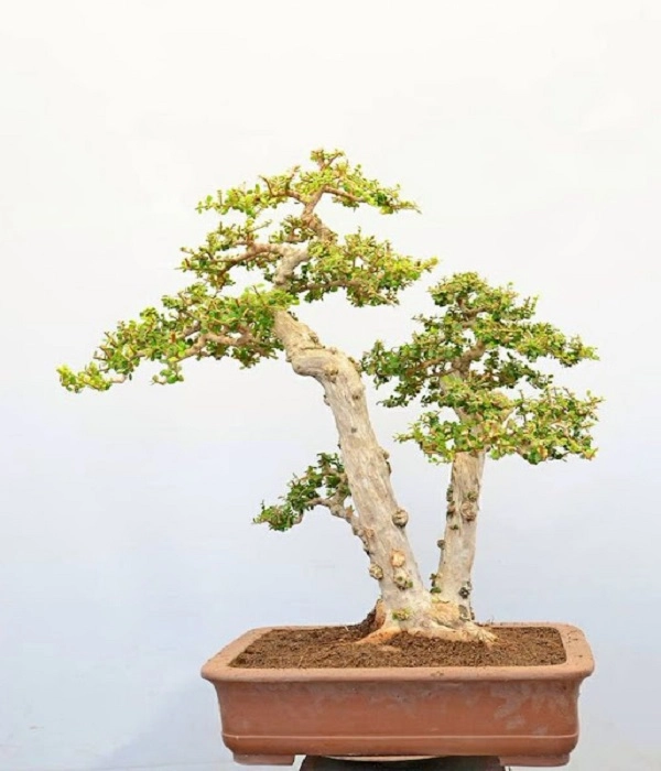 Cây bonsai là gì phân loại ý nghĩa và những sự thật thú vị - 7
