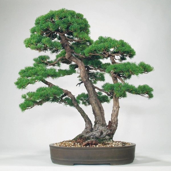 Cây bonsai là gì phân loại ý nghĩa và những sự thật thú vị - 8