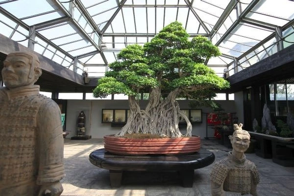 Cây bonsai là gì phân loại ý nghĩa và những sự thật thú vị - 9
