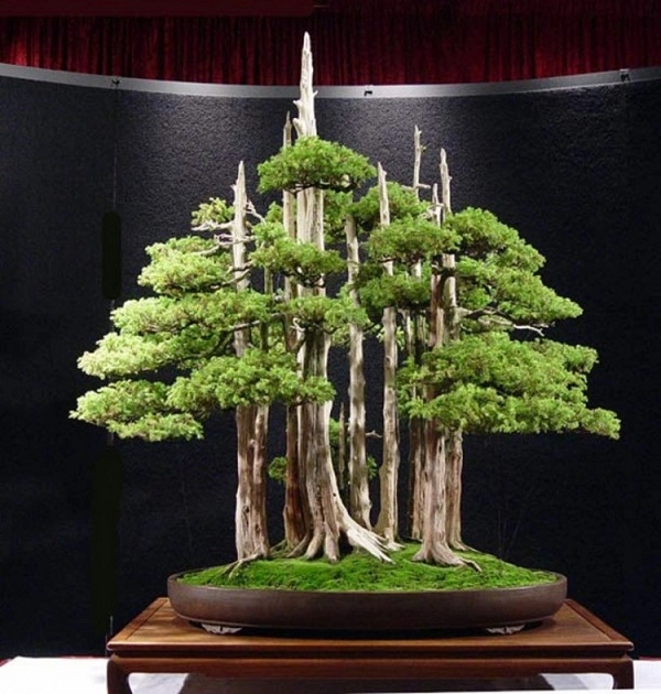 Cây bonsai là gì phân loại ý nghĩa và những sự thật thú vị - 10