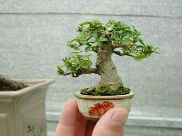 Cây bonsai là gì phân loại ý nghĩa và những sự thật thú vị - 11
