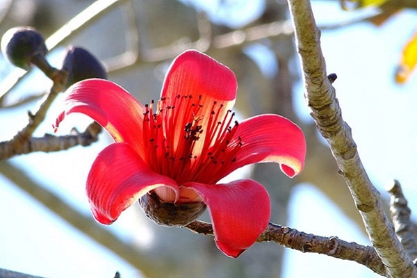 Cây hoa gạo hình ảnh đặc điểm ý nghĩa loài hoa của tháng 3 - 2