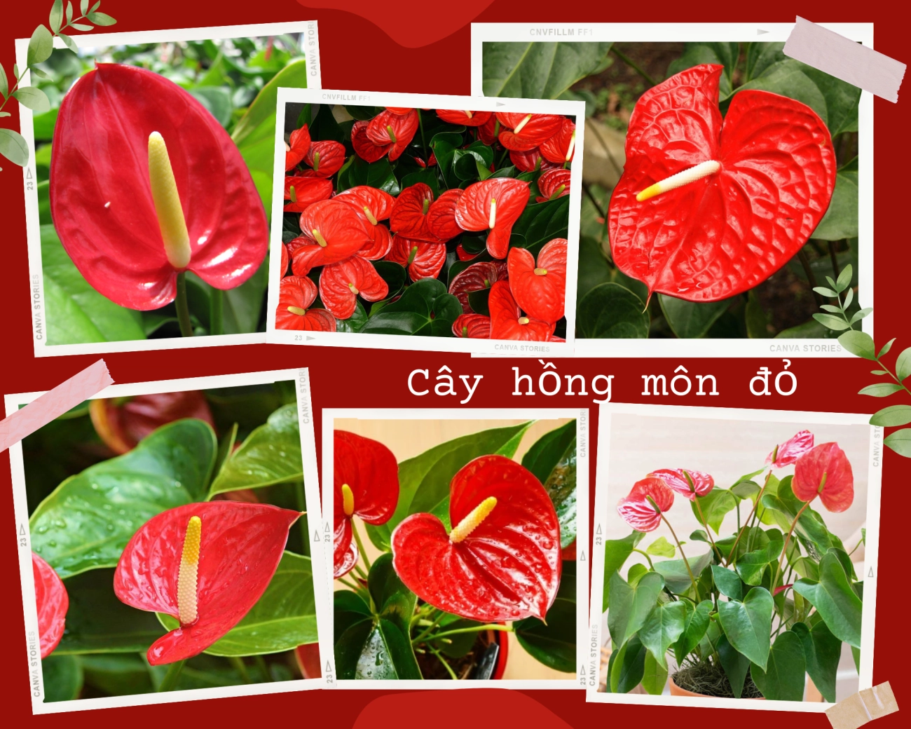 Cây hồng môn hợp mệnh tuổi nào ý nghĩa phong thủy trong đời sống - 3