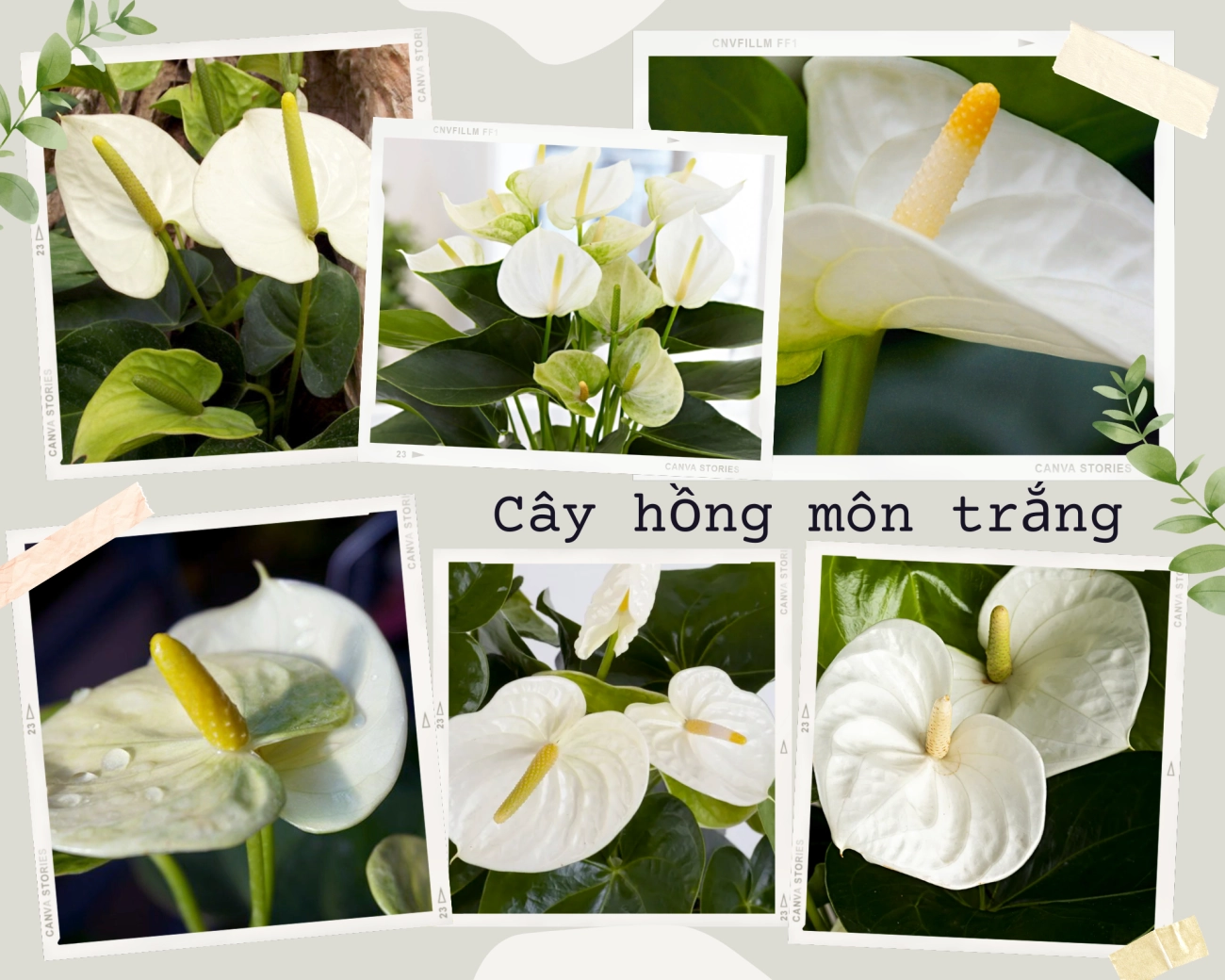 Cây hồng môn hợp mệnh tuổi nào ý nghĩa phong thủy trong đời sống - 4