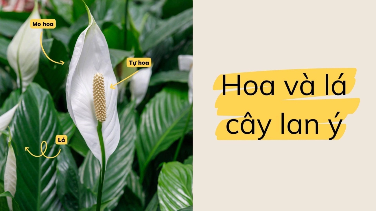 Cây lan ý đặc điểm ý nghĩa cách trồng và cách chăm sóc - 2