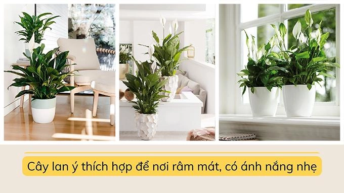 Cây lan ý đặc điểm ý nghĩa cách trồng và cách chăm sóc - 6