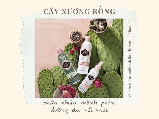 Cây xương rồng ý nghĩa và tác dụng kỳ diệu ít ai biết - 6